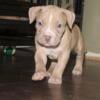 American Bully Puppies For Sale- XL / Registered