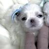 Sold - Micro Korean Babydoll Prince Bugatti