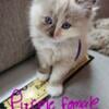 Ragdoll kitten for sale