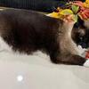Rehoming siamese