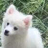 Pomsky