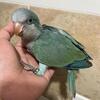 quaker parrot monkey