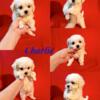 Malshi F1b 75/25 Maltese/Shih Tzu. Puppies