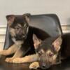 German shepherd puppies 450.00