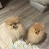 pomeranian puppies female