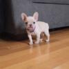 Reduced - French Bulldog 9 month old pups -Crate Trained - OPEN TO BARTER- Coco Cream, Lilac Platinum