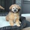 Shihpoo Male Puppy For Rehome