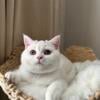 British Shorthair Female kitten