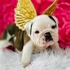 English Bulldog female puppy 