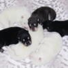 Akc Alaskan Malamute puppies