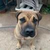 Boerboel female pup available 