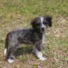 50% OFF Mini Aussiedoodle Gorgeous Blue White Color Estimate Adult weight 101lbs W/ ALL Vaccines & Rabies