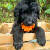 Poodle Newfoundland Newfypoo Puppies* Shots, Chipped & More