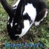 Mini Rex rabbits, bucks and does