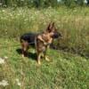 AKC male German shepherd in tact - proven stud