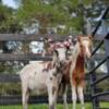 Sweethearts Micro Donkey Micro Horse Baby's Ormond Fl