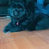 3 ChowChow Female Pups, Chicago area