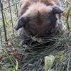 Holland Lop Buck – 2 Years Old – Healthy – Not Good with Other Male Rabbits