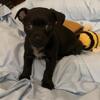 ✨Adorable Small breed Companions: Precious Chihuahua Puppies Available ✨