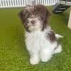 Havanese puppy- male!