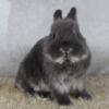 Purebred Netherland Dwarf Bunny Rabbit Dark Smoke Pearl Buck