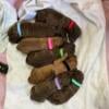 Puppies born 9-14-24