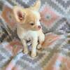 Long Coat Male Chihuahua