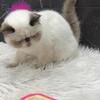 CHOCOLATE POINT EXOTIC SHORTHAIR