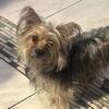 Sweet Female Yorkie-Type Dog - Denver