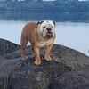 English bulldog puppy's available