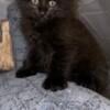 Maine Coon female kitten for sale with unusual sable brown color