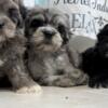 Merle Shorkie Puppies