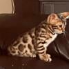 Baby Bengal Kittens Male & Female TICA registered