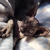 Sphynx hairless Kittens