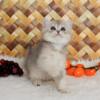 NEW Elite British kitten from Europe with excellent pedigree, female. M Galaktica