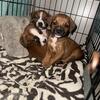 BOXERS 8 WEEKS OLD NOW