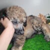 Standard Poodle ( AKC) puppies