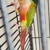 Young, bonded pair of Pineapple Conures