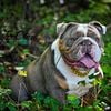 Lilac Tri English Bulldog Stud Service