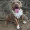 LILAC TRI POCKET AMERICAN BULLY STUD SERVICE