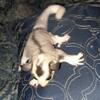 Mosaic male sugar glider