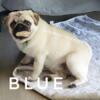 Blue - Young Retiring Female - Ch Lines - Silver Fawn - See VIDEO