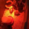 Chickens: farm mix hatching fertile eggs - price per dozen