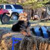 AKC German Shepherd puppies