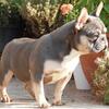 Reg Blue and Tan cream carrier French  Bulldog for stud service