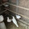 White pigeons male and female