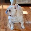 French Bulldogge Male Stud Service Quad Carrier