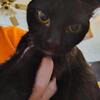 Bombay cat mix with blue Russian