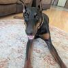 Doberman