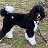 STANDARD POODLE FOR STUD